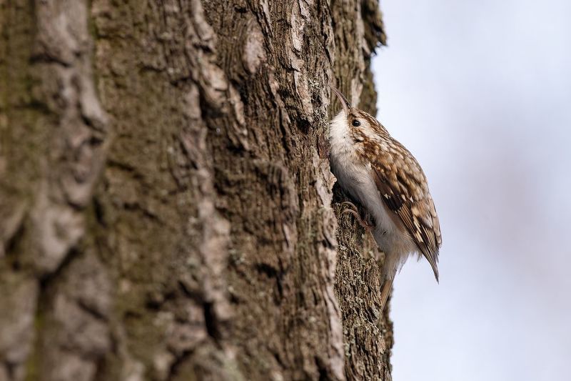 Пищуха фото превью