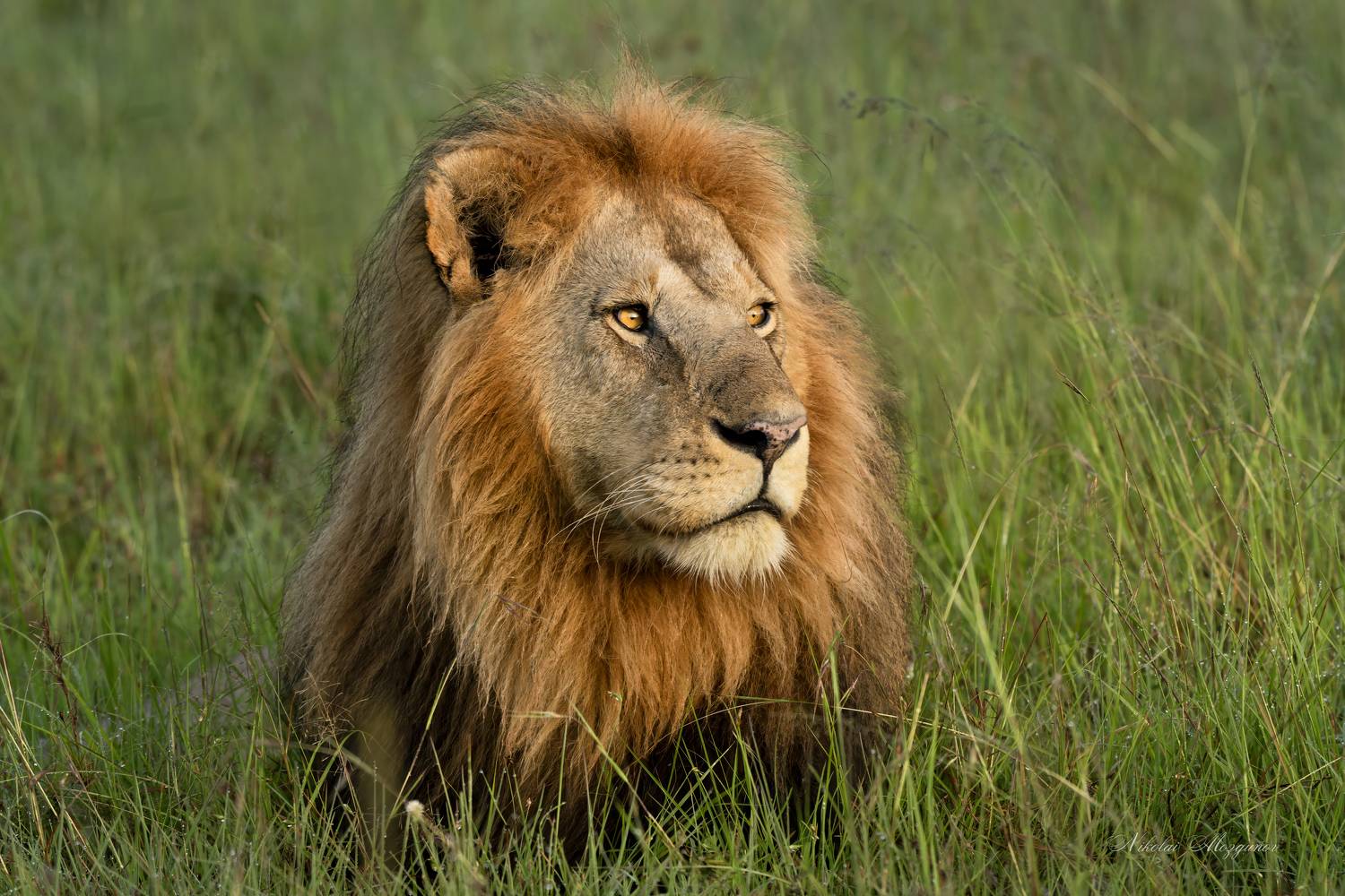 , Николай Мозгунов