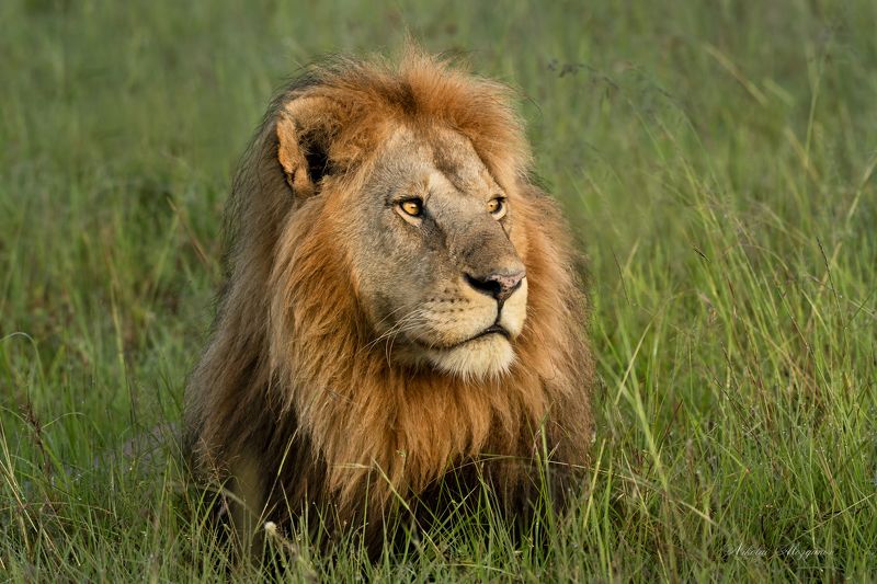 Муфаса фото превью