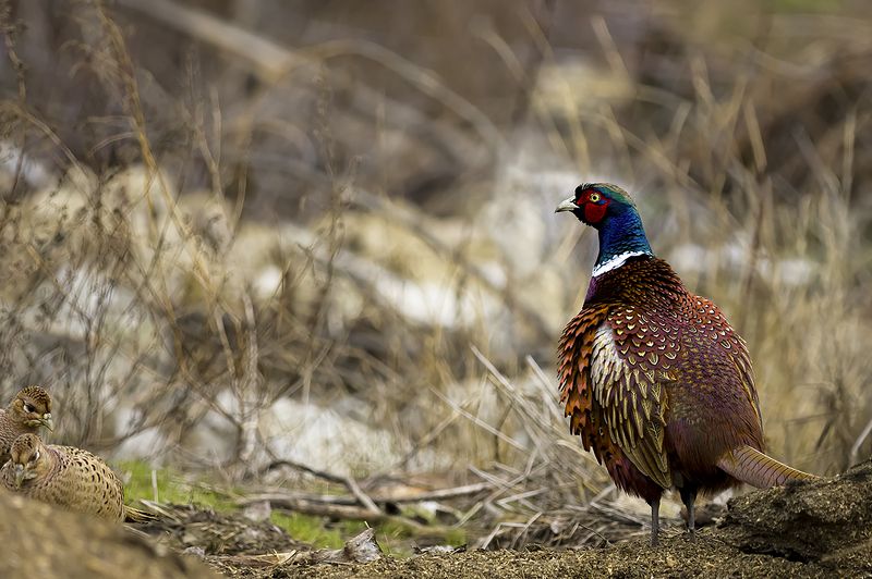 природа *** фото превью