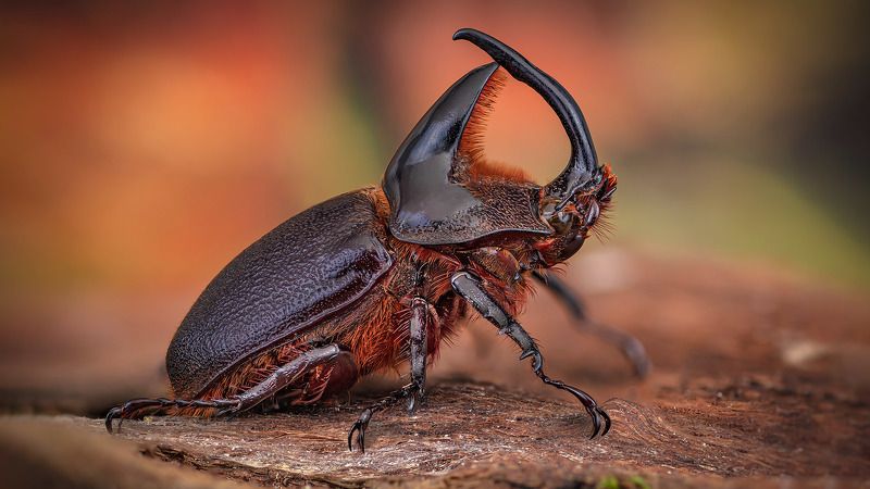 coleoptera, scarabaeidae, heterogomphus schoenherri Самоувереный фото превью