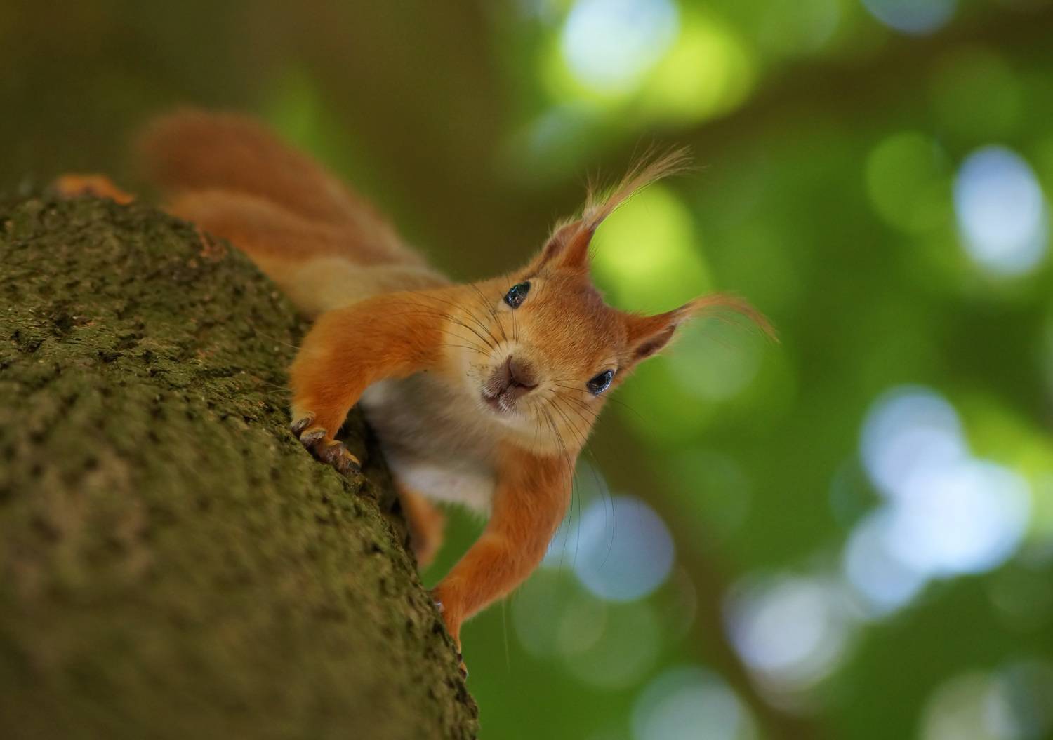 , Чепленко Алексей