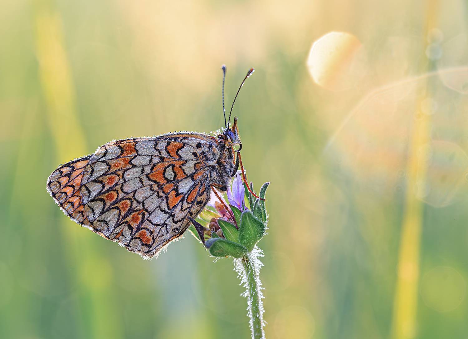 насекомые, бабочка, нимфалида, шашечница, утро, июнь, лето, Борис Новиков