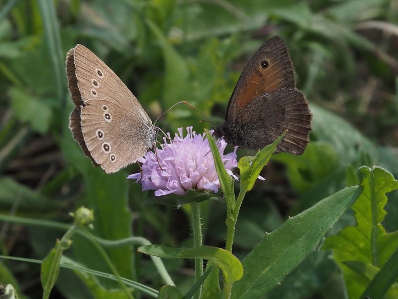 цветочный Глазок, Воловий Глаз, бабочка застолье)) фото превью