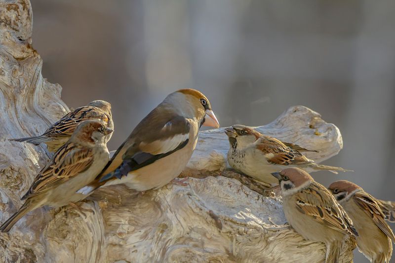 Про дубоноса и воробьев фото превью