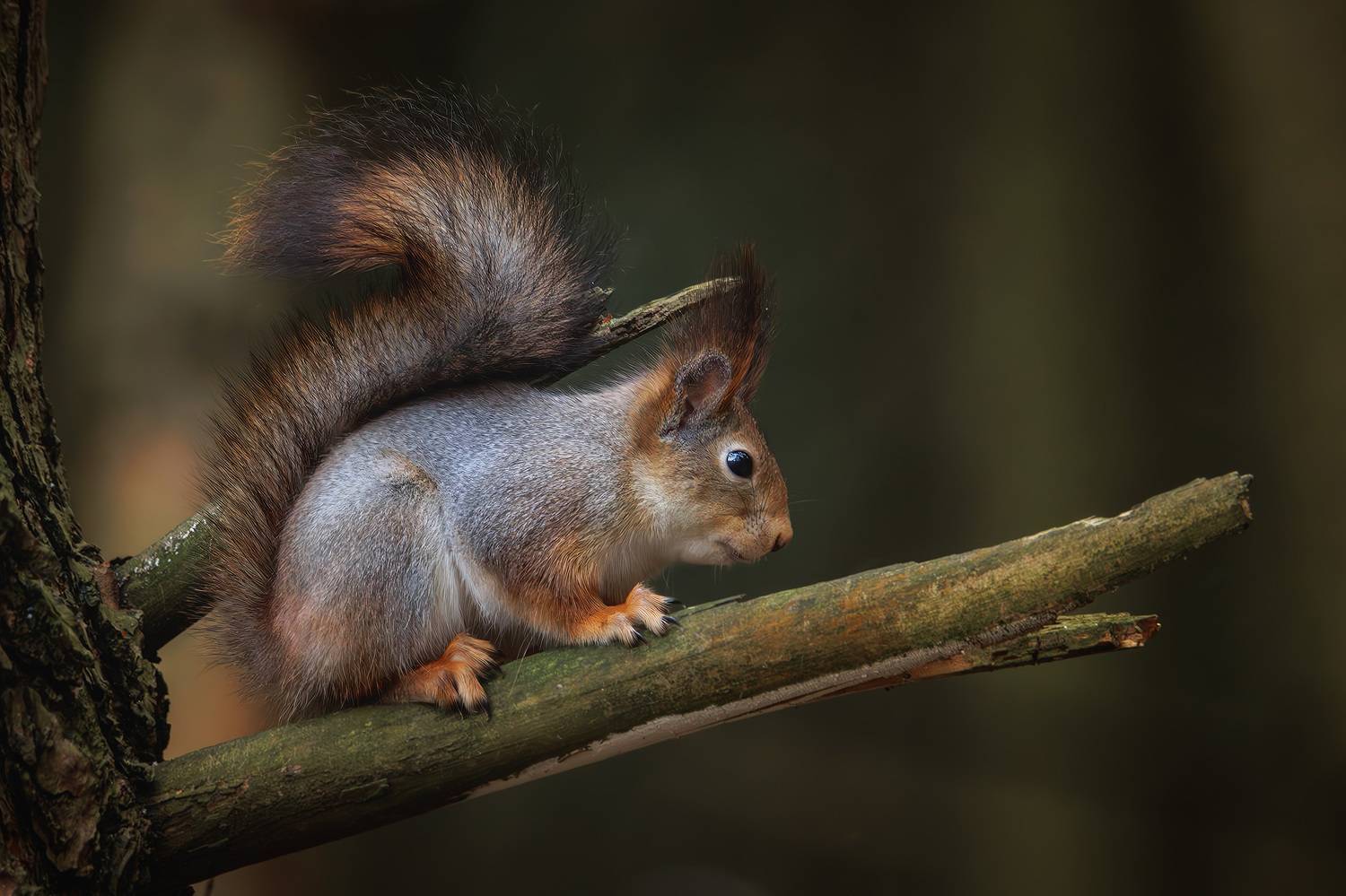 , Морозов Сергей