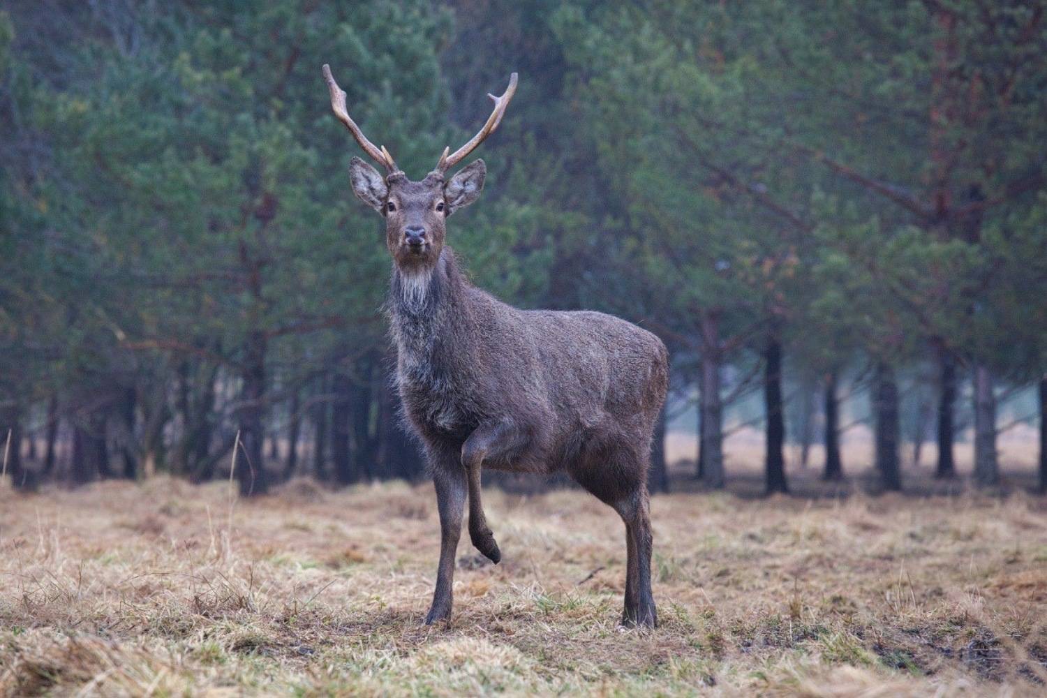 , Аседач Александр