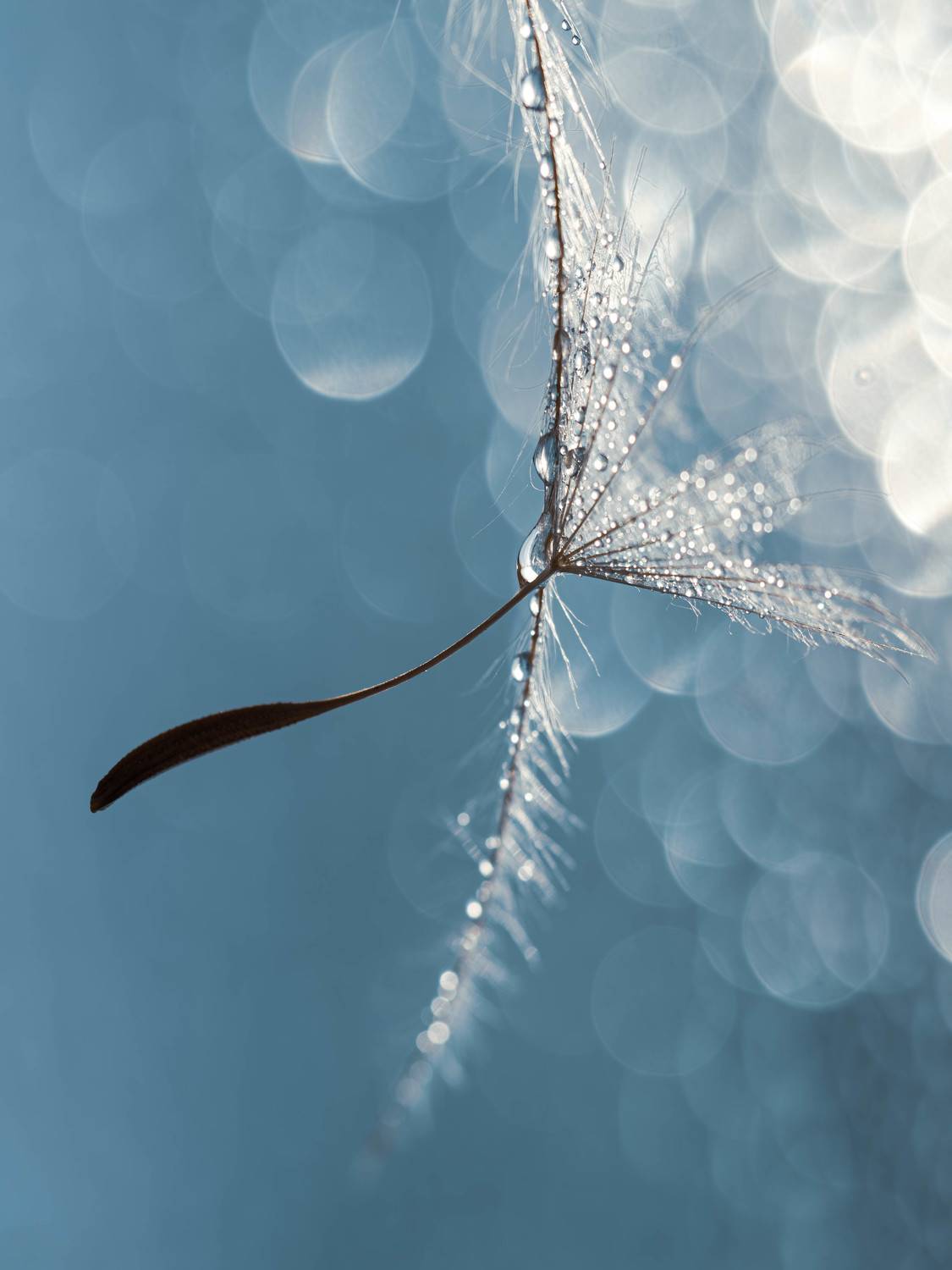 , Лапшина Владлена