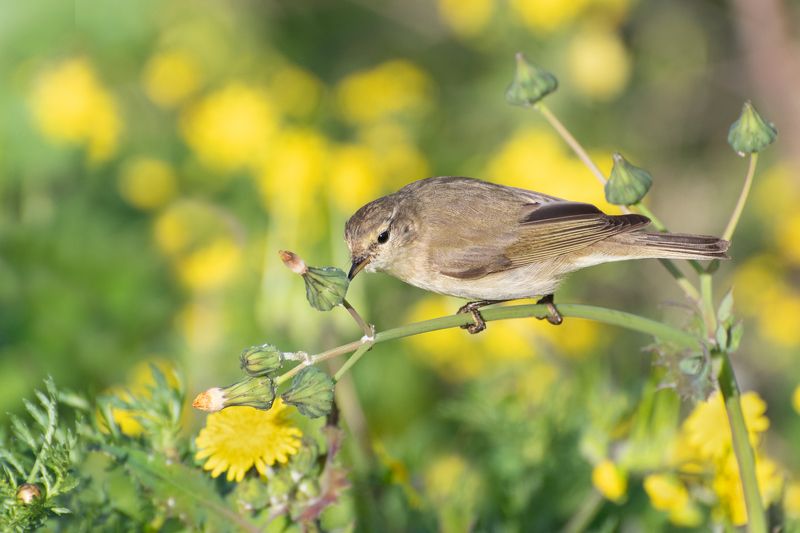 *Январское утро 2025 фото превью