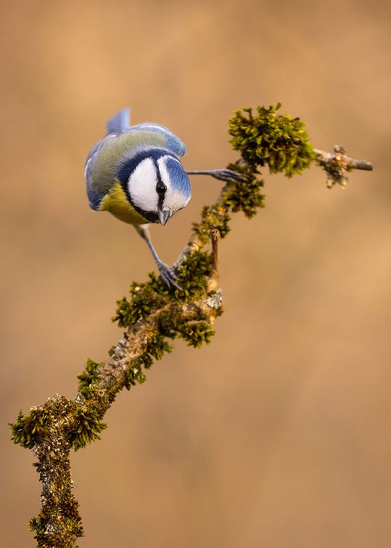 Titmouse фото превью