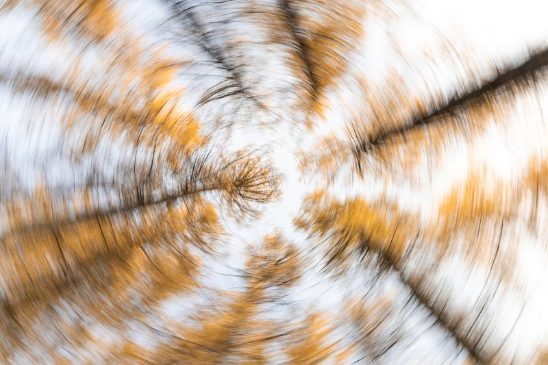 золотая осень, осень, лиственница Осеннее кружево фото превью