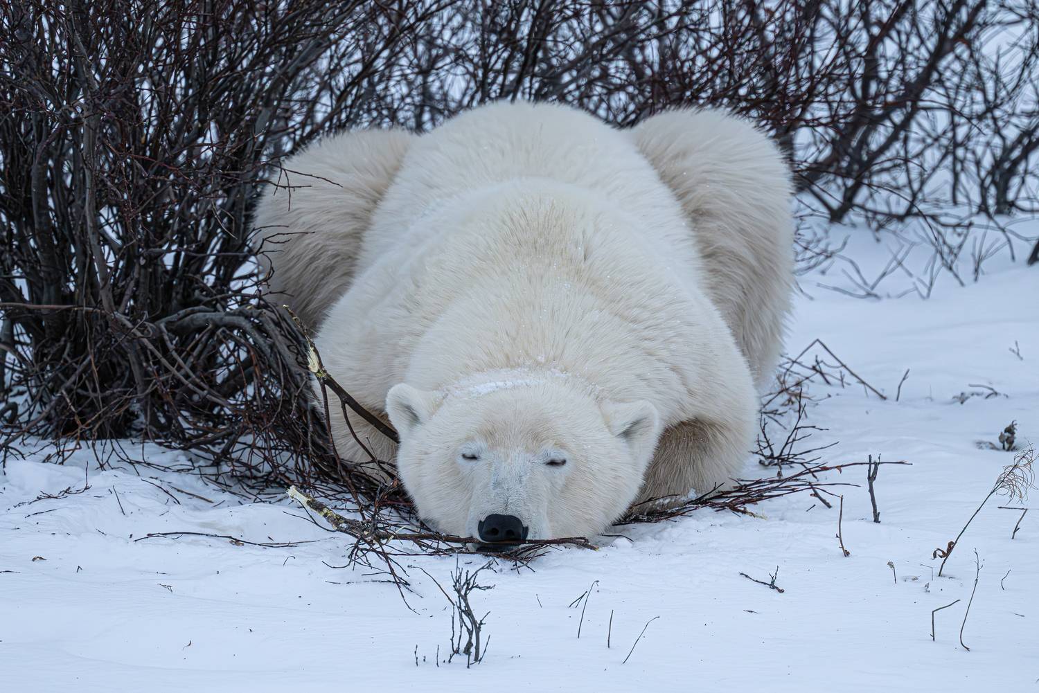 белый медведь, спящий медведь, Сулоев Алексей