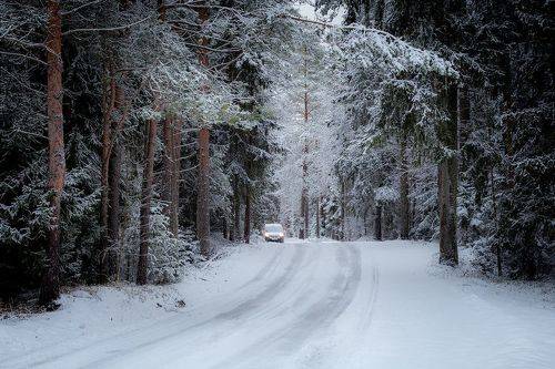 Лесные дороги Нарвы