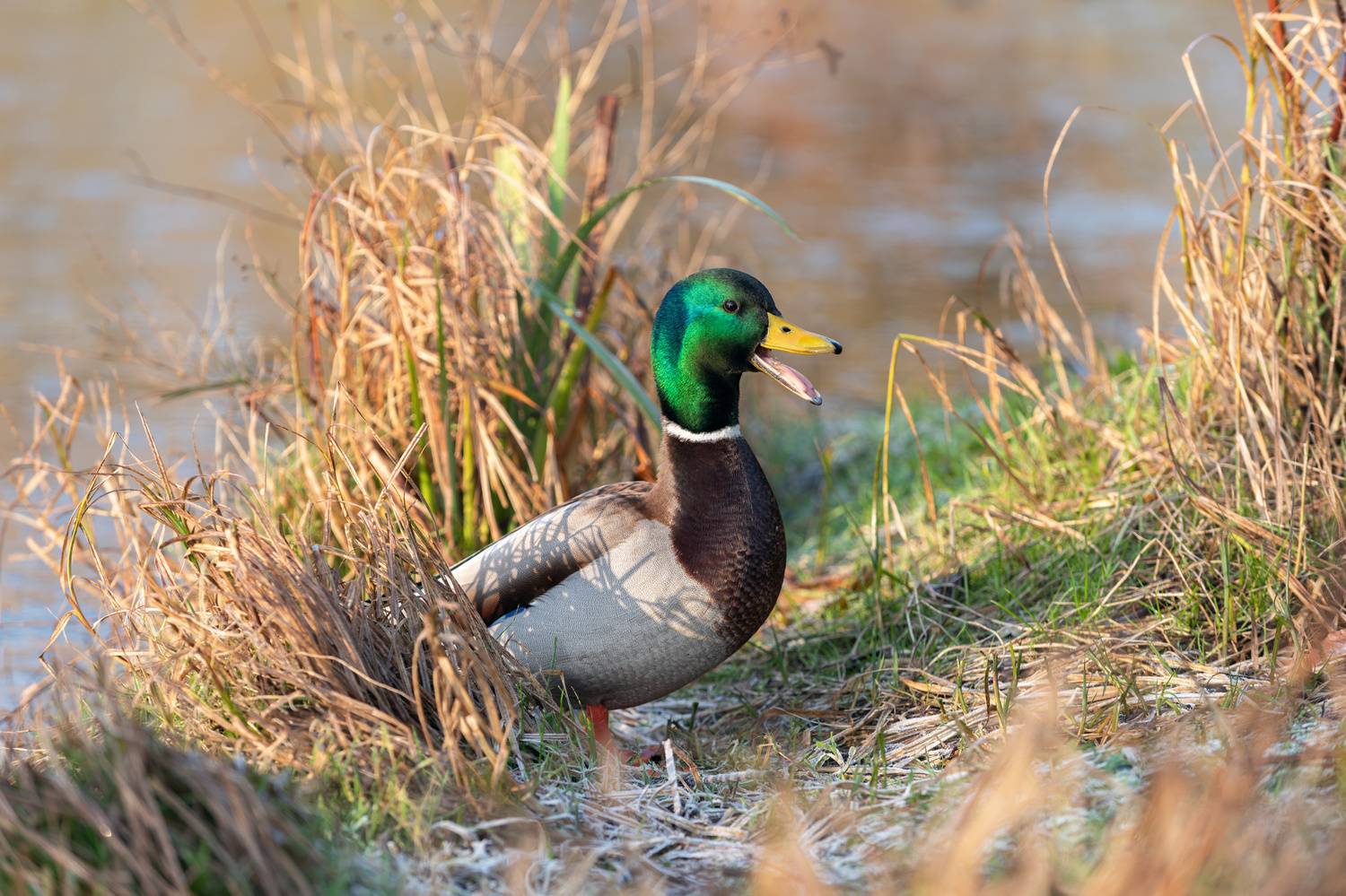 дикая утка, кряква, селезень, брачное оперение, wild duck; mallard; male; drake; anas platyrhynchos;  breeding plumage;, Наталья Паклина