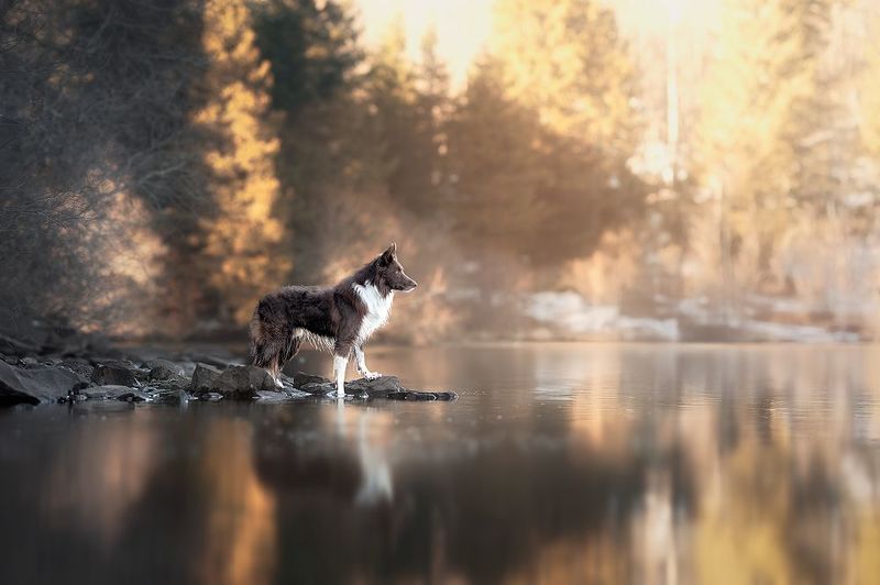 chien L\'Appel du Lac фото превью