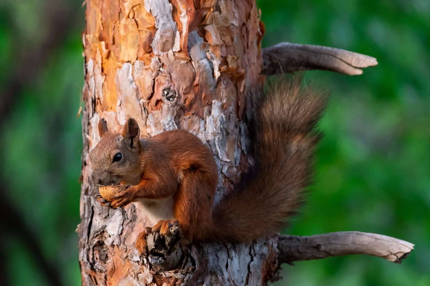 squirrel, volgograd, russia, , Павел Сторчилов