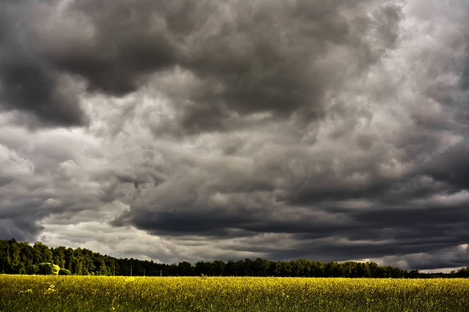 пейзаж, погода, поле, деревья, свет, тучи, деревья, перед дождём, тульская область, Стасов Виталий