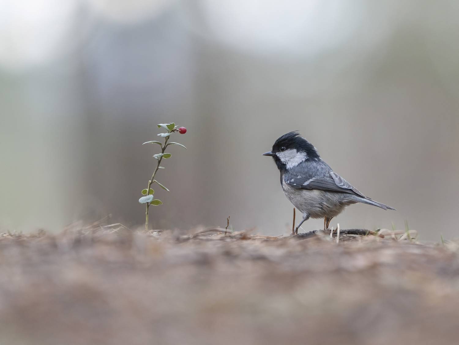 птицы,природа, зима, Андрей Киселёв