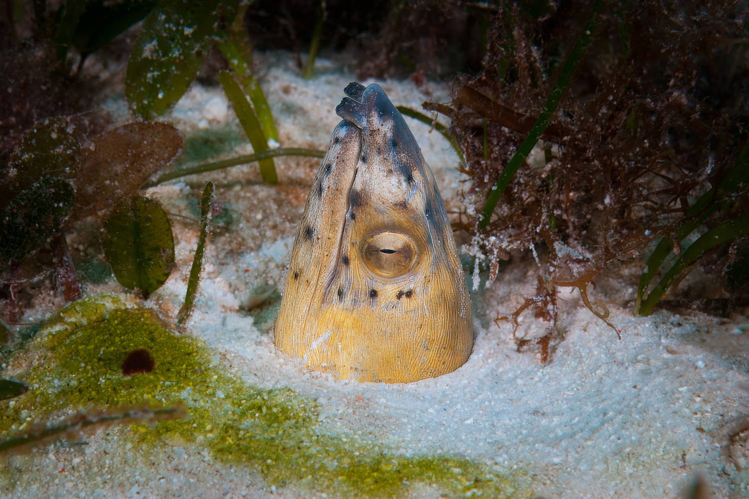 острохвостый угорь, black-finned snake eel, malapascua island, philippines, малапаскуа, филиппины, Булгаков Сергей