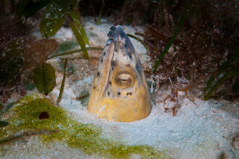 острохвостый угорь, black-finned snake eel, malapascua island, philippines, малапаскуа, филиппины Острохвостый угорь фото превью