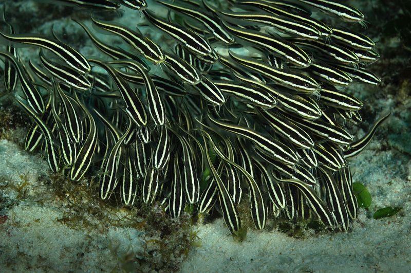 угрехвостый сом, plotosidae, malapascua island, philippines, малапаскуа, филиппины Угрехвостый сом фото превью