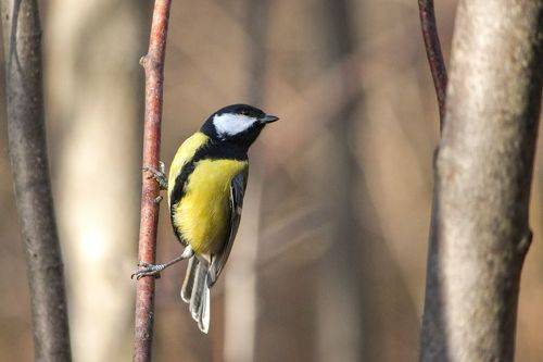 Большак (Parus major)