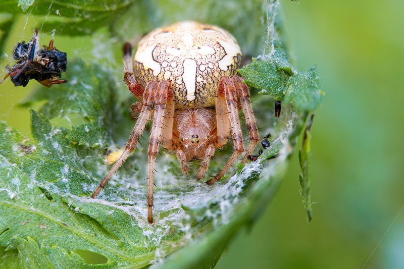 пауки Пауки фото превью