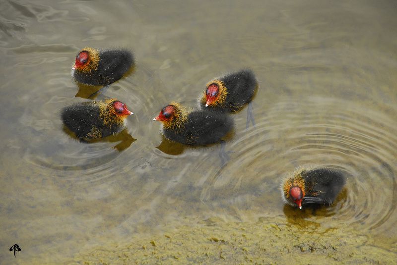 Птенцы лысухи фото превью