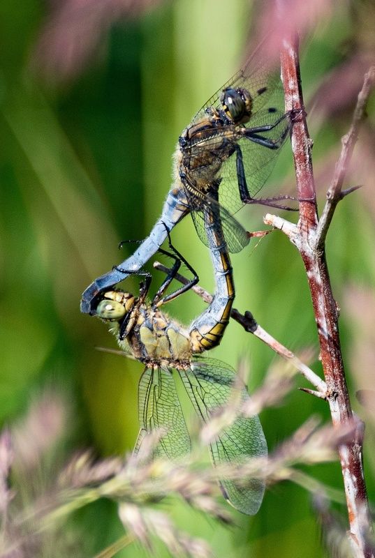 стрекоза Стрекозы фото превью