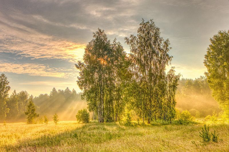 природа пейзаж лето лес березы туман дымка солнце поле подмосковье Вышло солнце из-за тучи фото превью