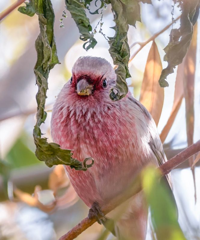 птица, урагус, самец, осень, Урагус самец.(5 ФОТО) фото превью