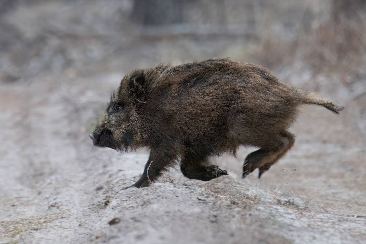 кабан, лес, поход, природа, boar, forest, nature, naturephotografy, nikon, nikonrussia, никон, Сергей Немцев