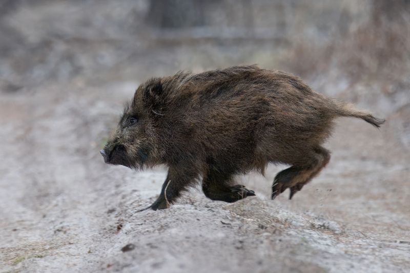 кабан, лес, поход, природа, boar, forest, nature, naturephotografy, nikon, nikonrussia, никон Побег фото превью