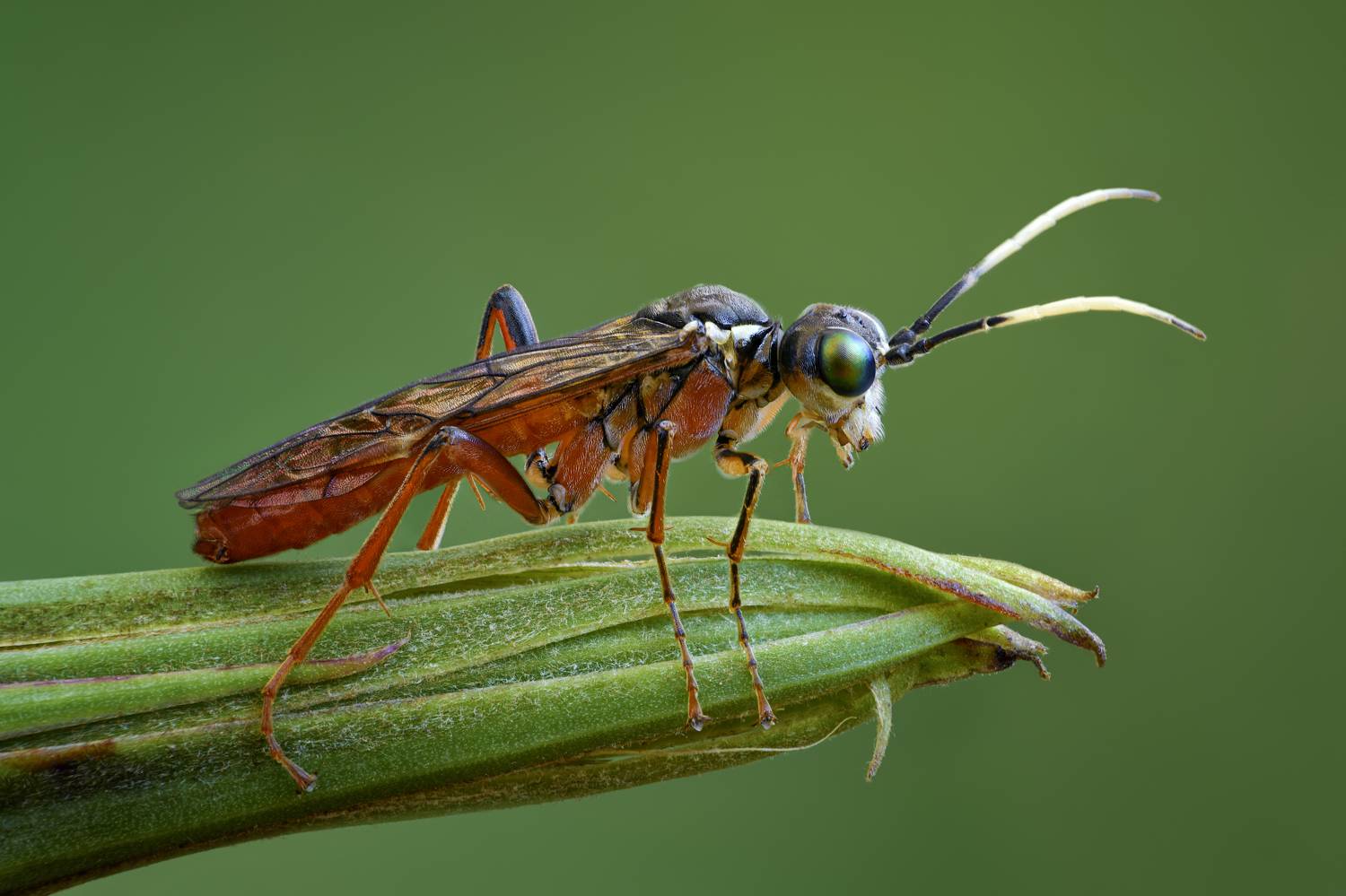 , Антон Финевич