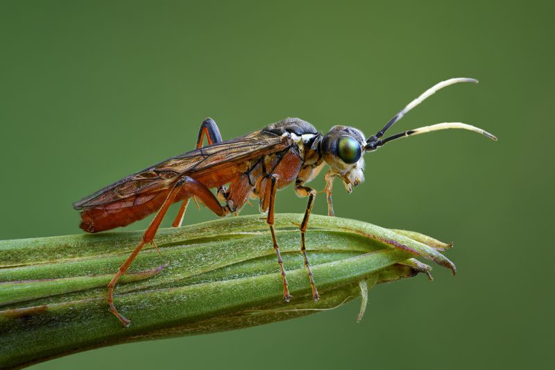 пилильщик фото превью