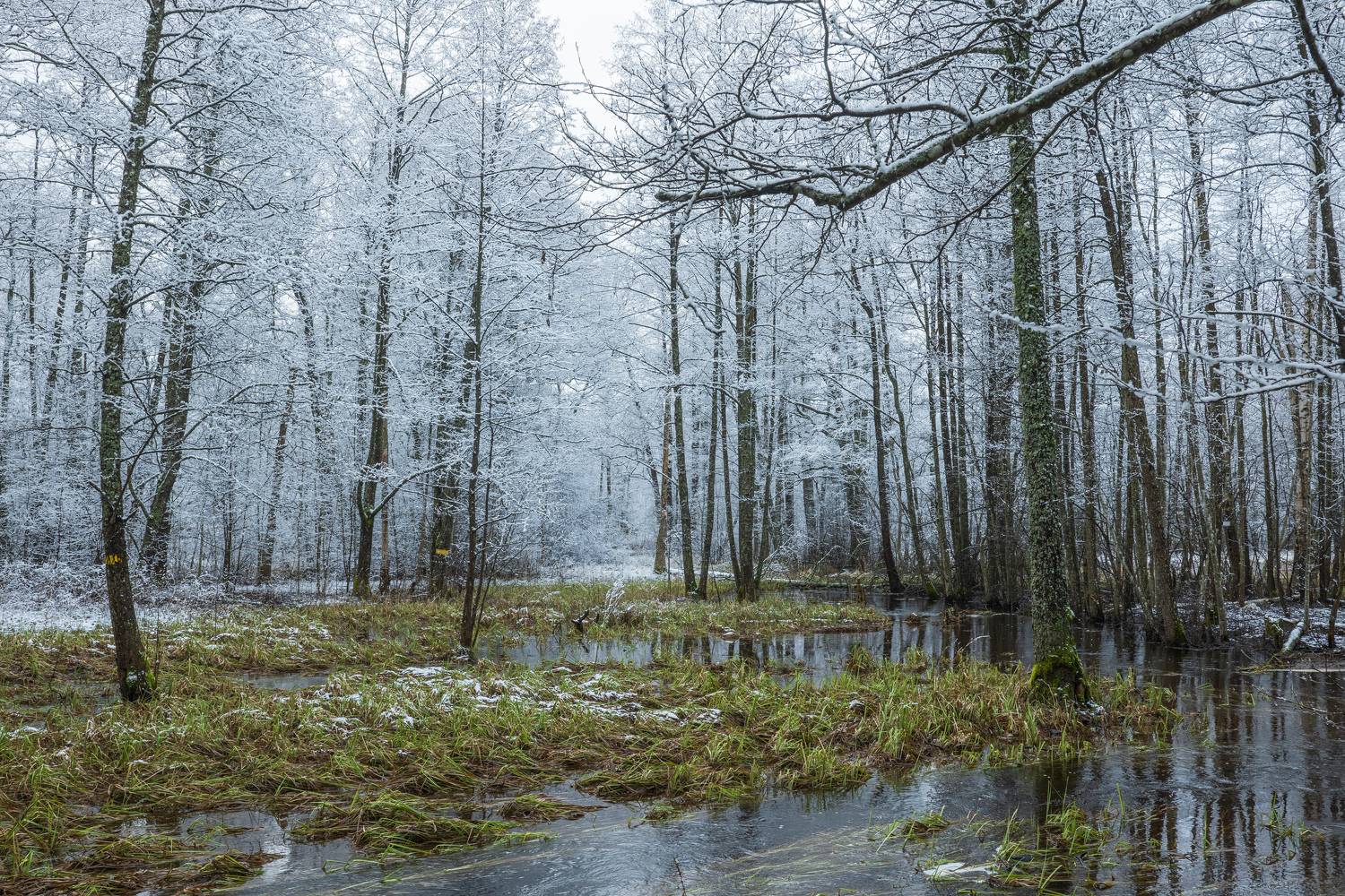 , Гордон Николай