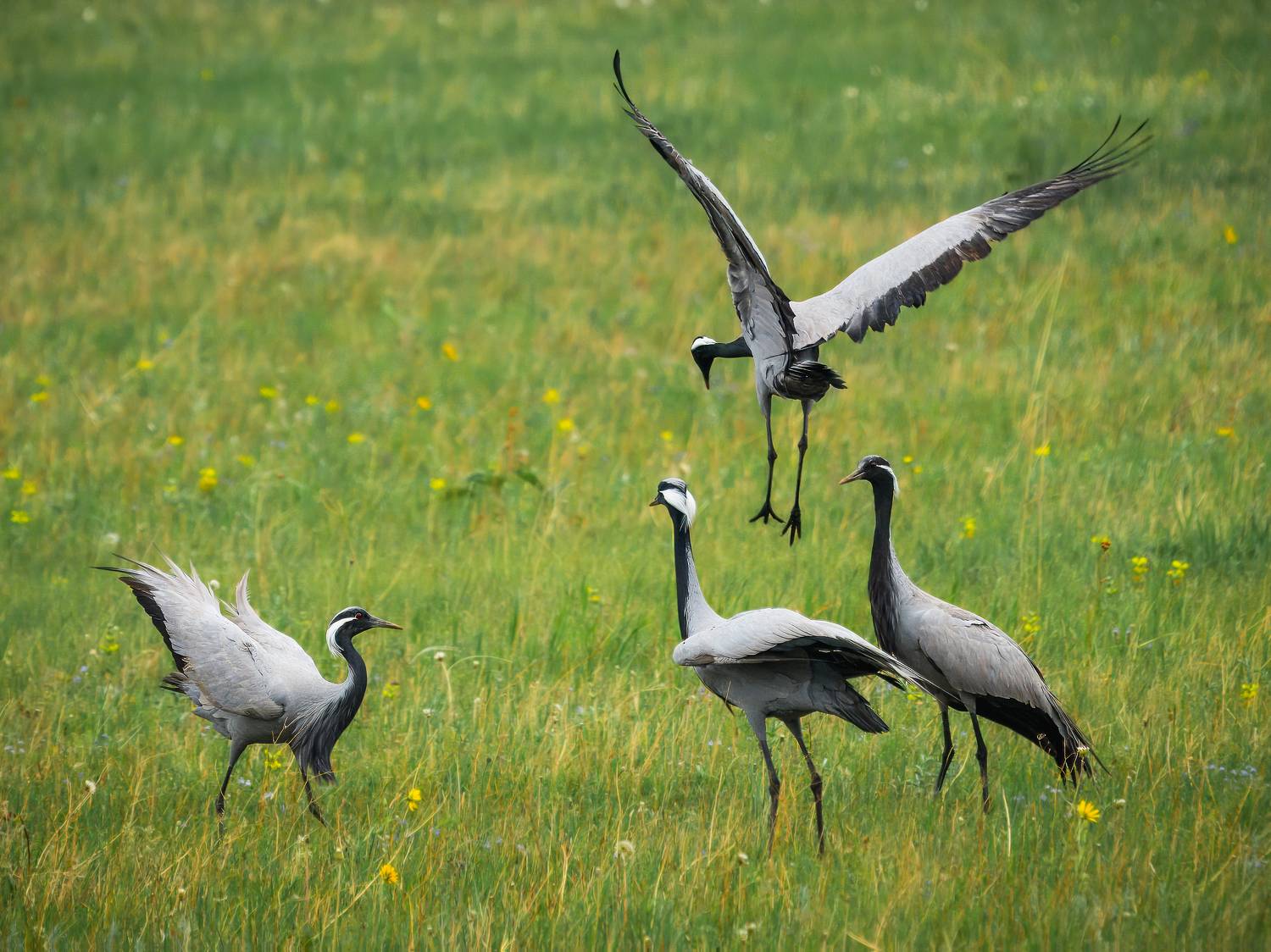 журавль, красавка, хакасия, птицы, Дубровская Екатерина