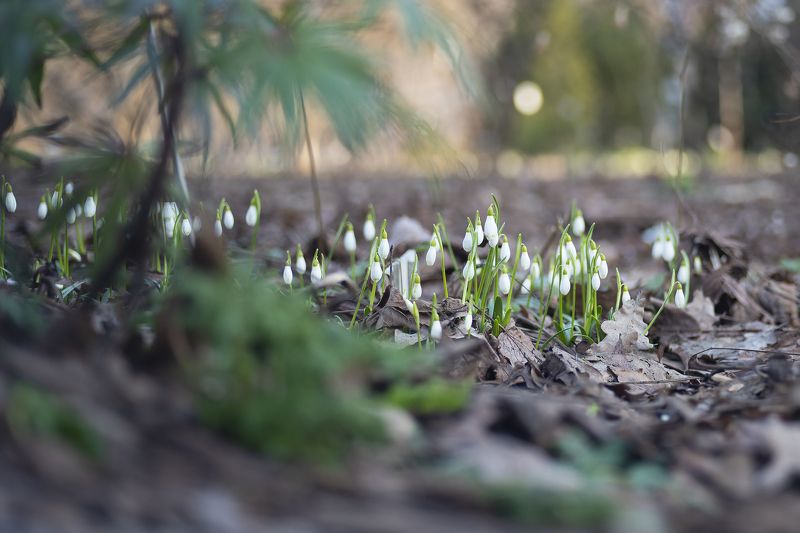Первые фото превью