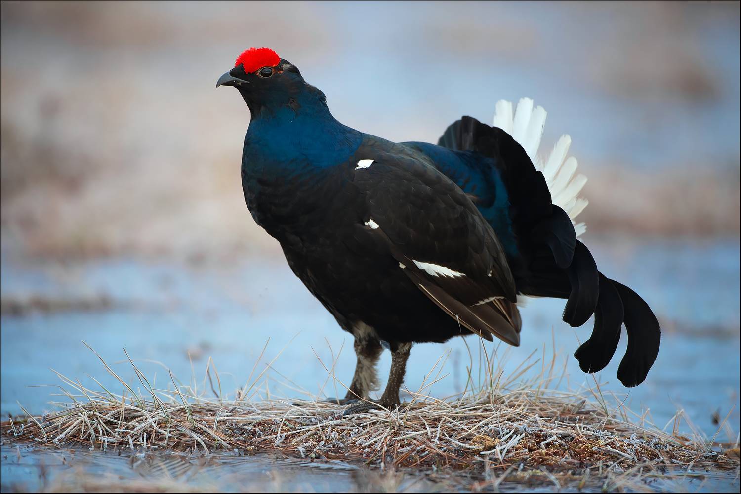 , Лобанов Роман