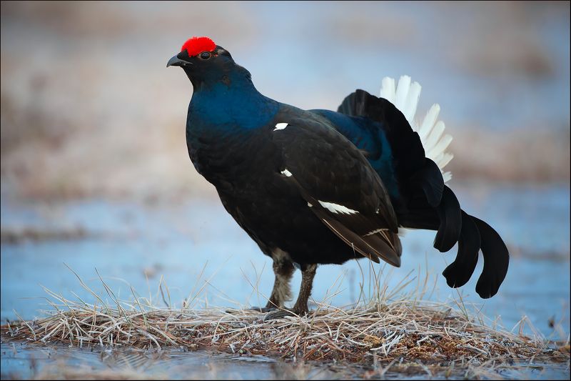 * * * фото превью