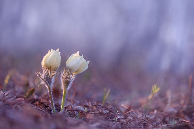 макро, природа, боке, цветы, прострел, сон-трава, подснежник, macro, nature, flowers Сиреневый туман... фото превью