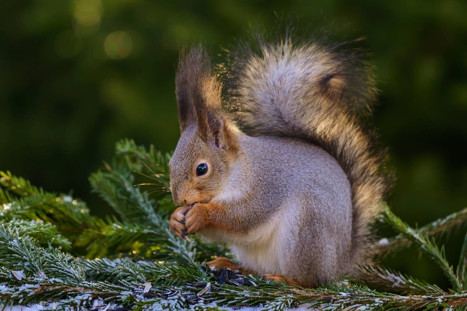 , Пупонин Сергей