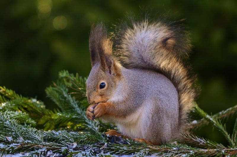 Белка фото превью