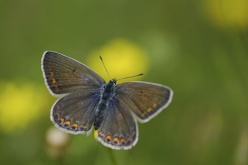Голубянки фото превью