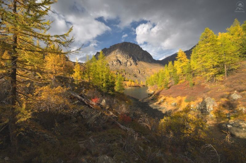 осень, алтай, горный алтай, горы, озера, лиственница, фототур на алтай осенью Осень на высоте фото превью