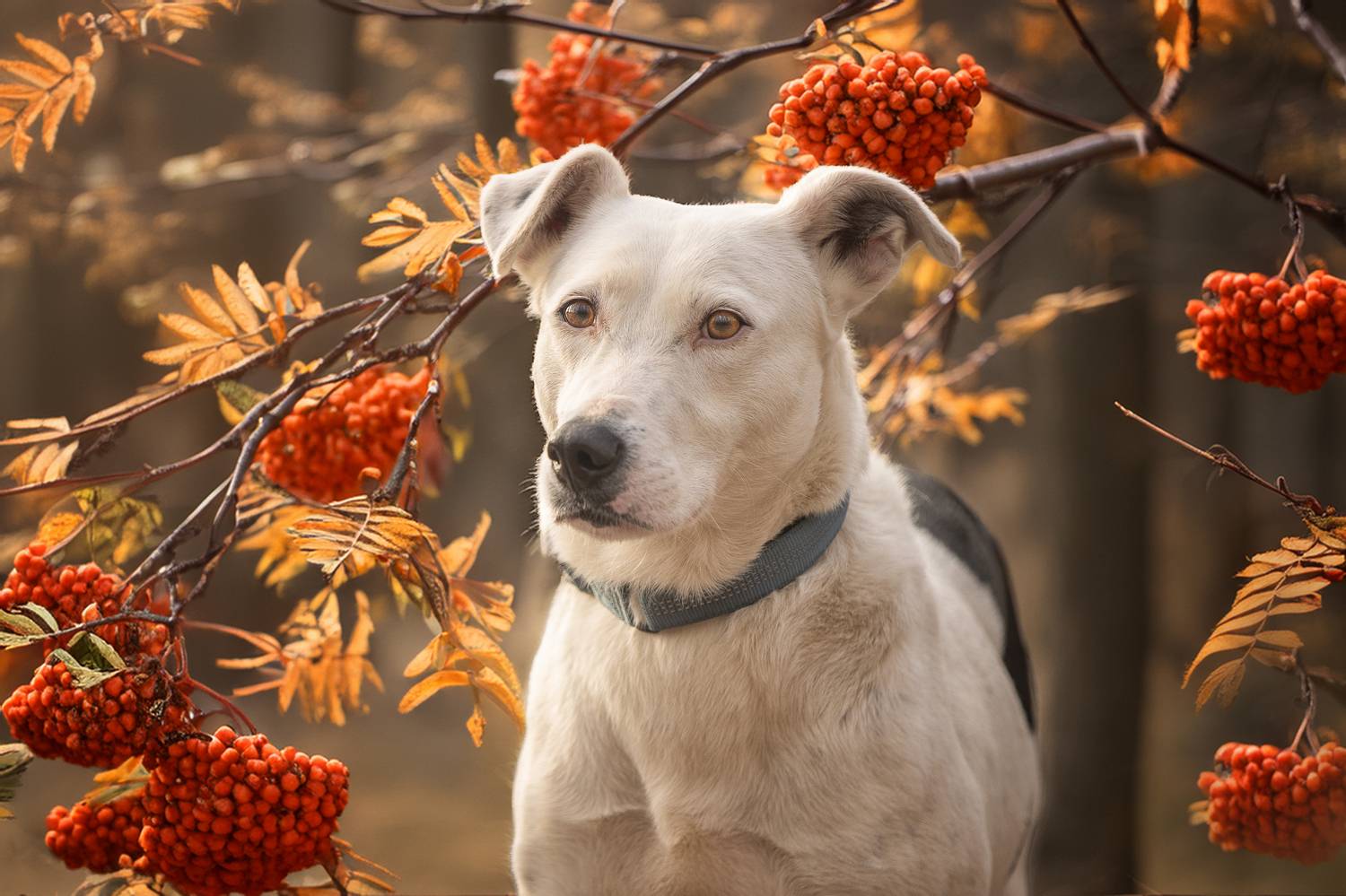 , Елена Самусенкова