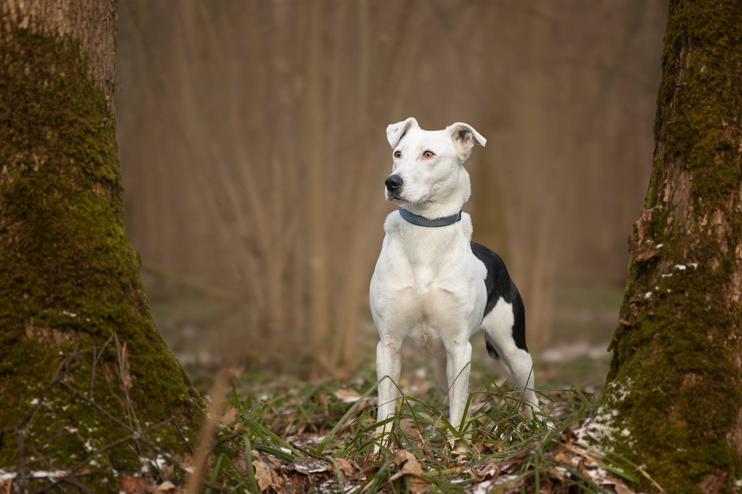 , Елена Самусенкова