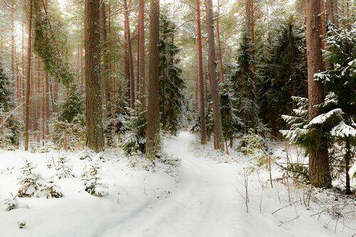 В зимнем лесу