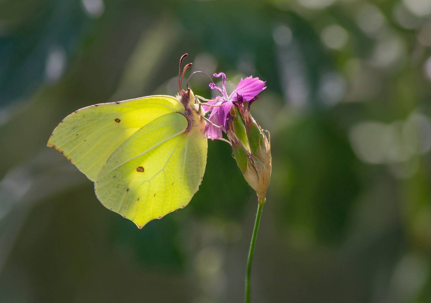 , Чепленко Алексей