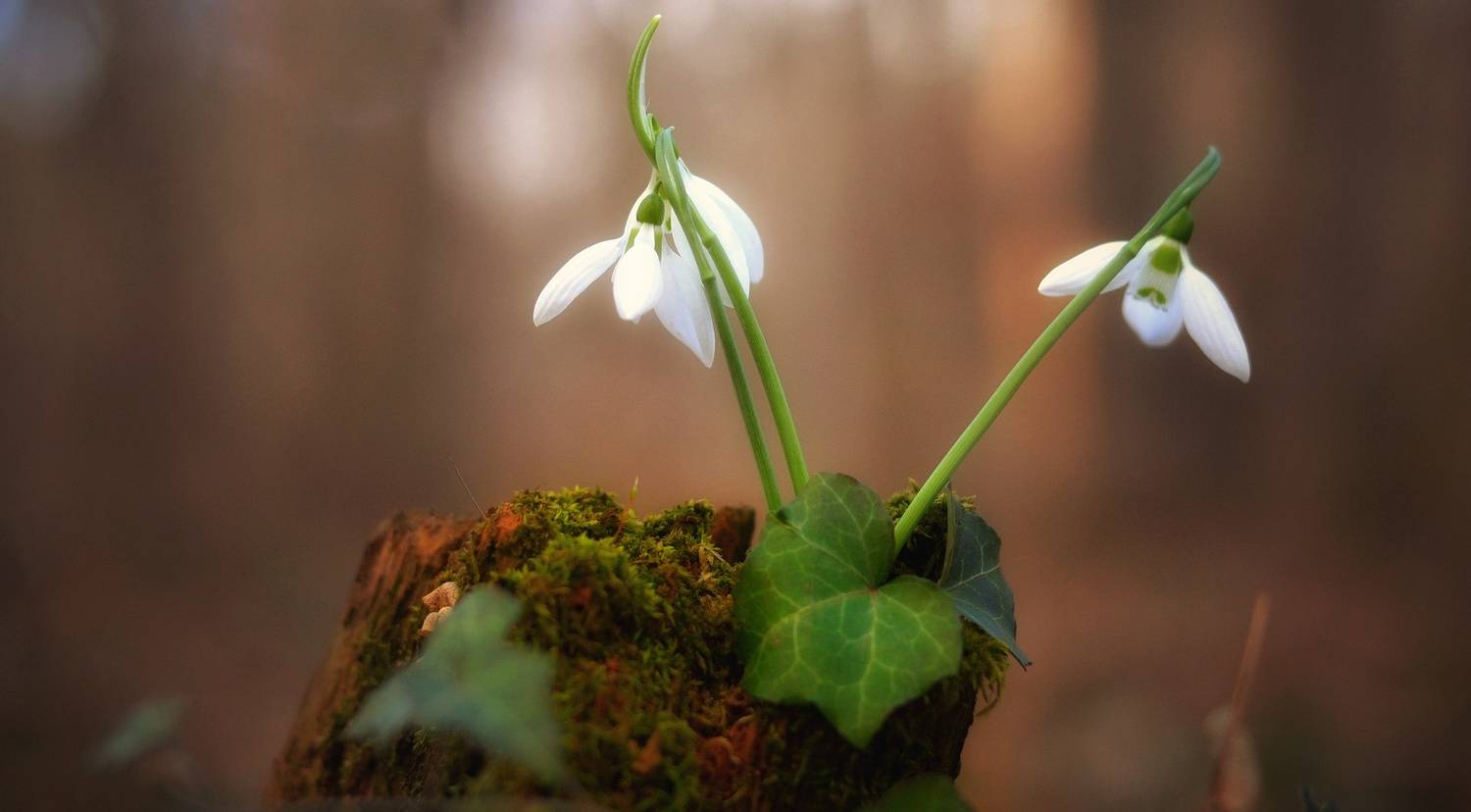 , Юлияна Стоянова